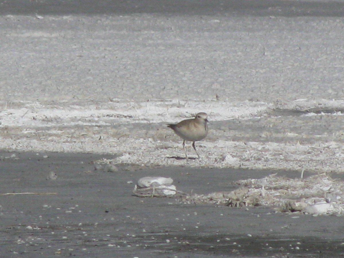 Mountain Plover - ML359964251