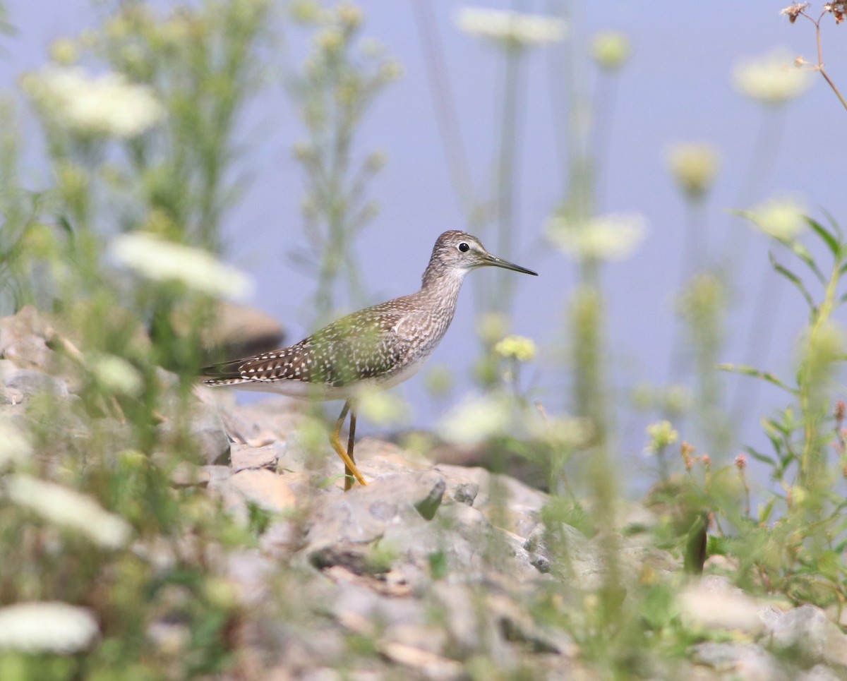 Lesser Yellowlegs - Samuel Denault