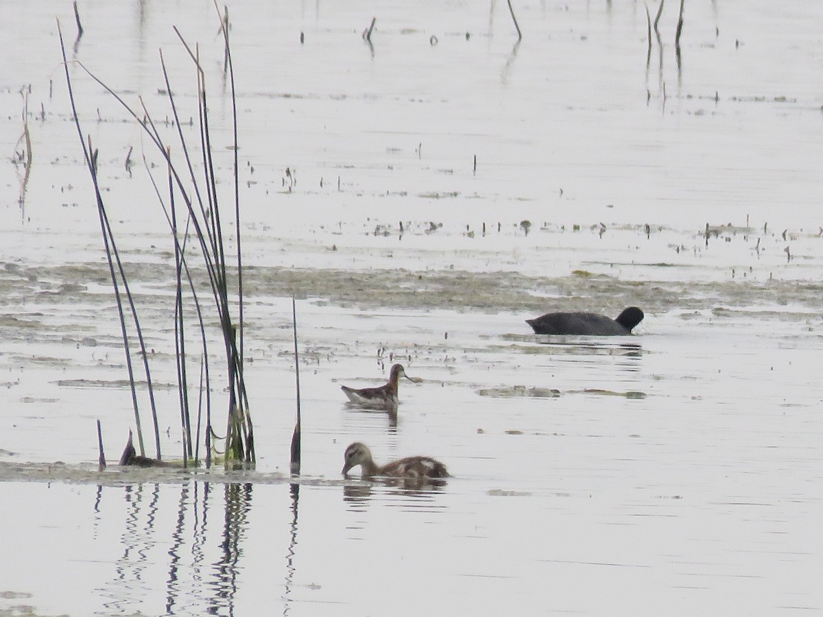 Phalarope à bec étroit - ML359965121