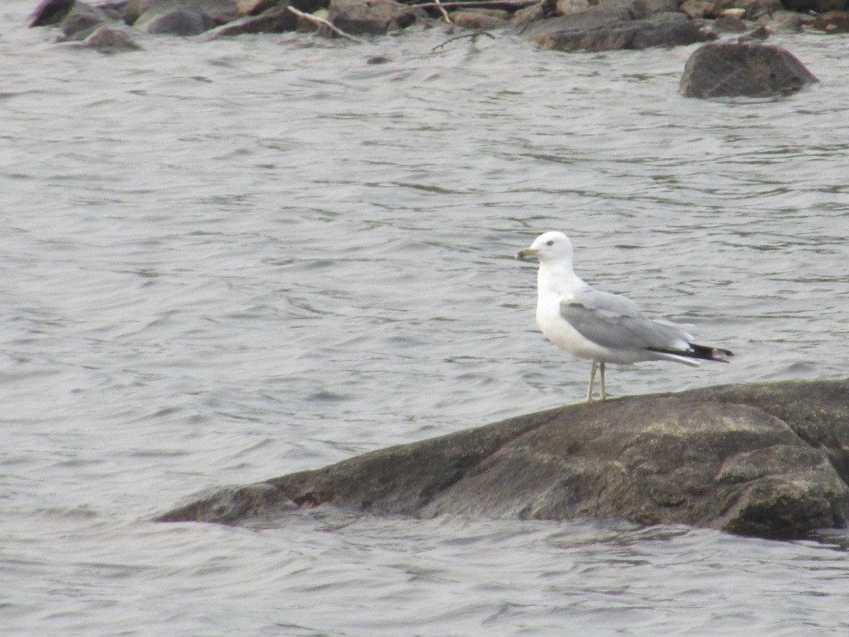 Ring-billed Gull - ML359966081