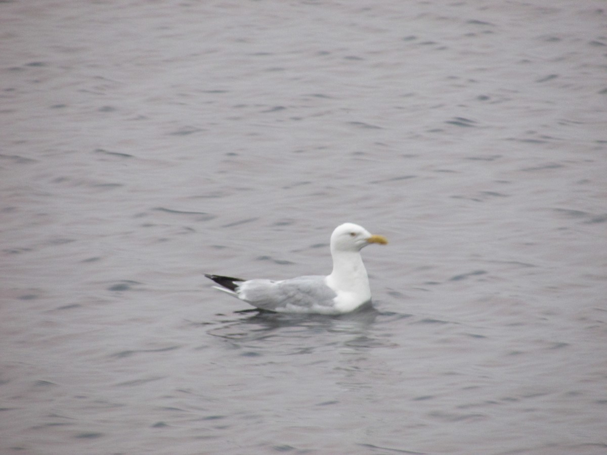 American Herring Gull - ML359966121