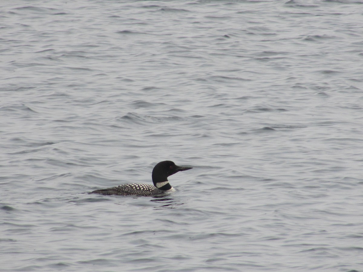 Common Loon - ML359966151