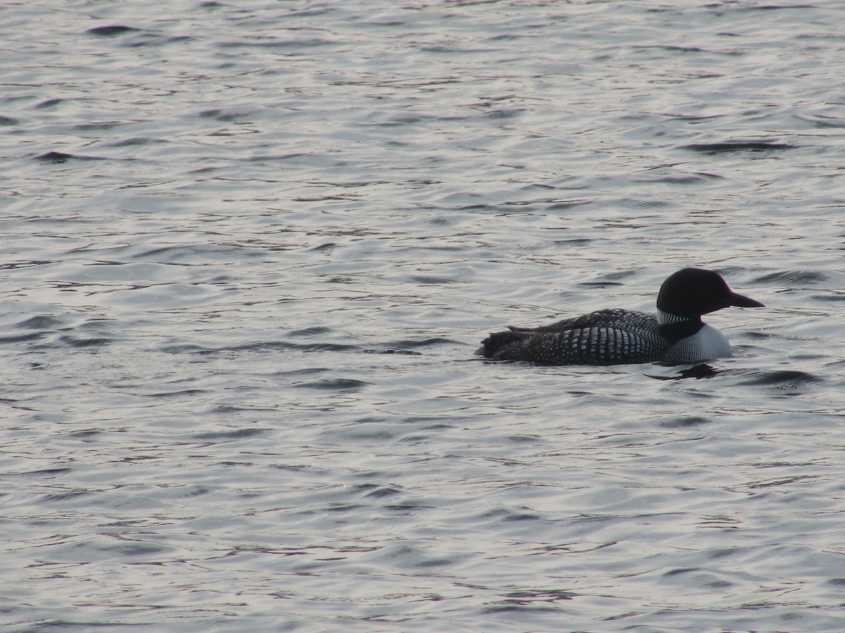 Common Loon - ML359966171