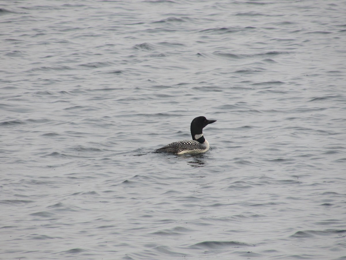 Common Loon - ML359966181