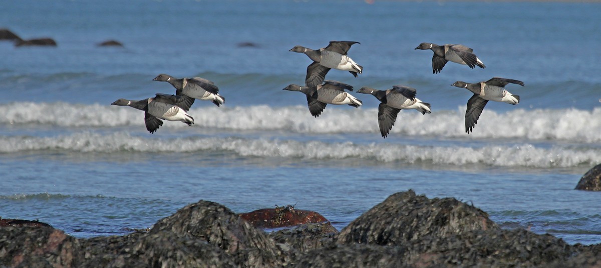 Brant (Atlantic) - ML35996621