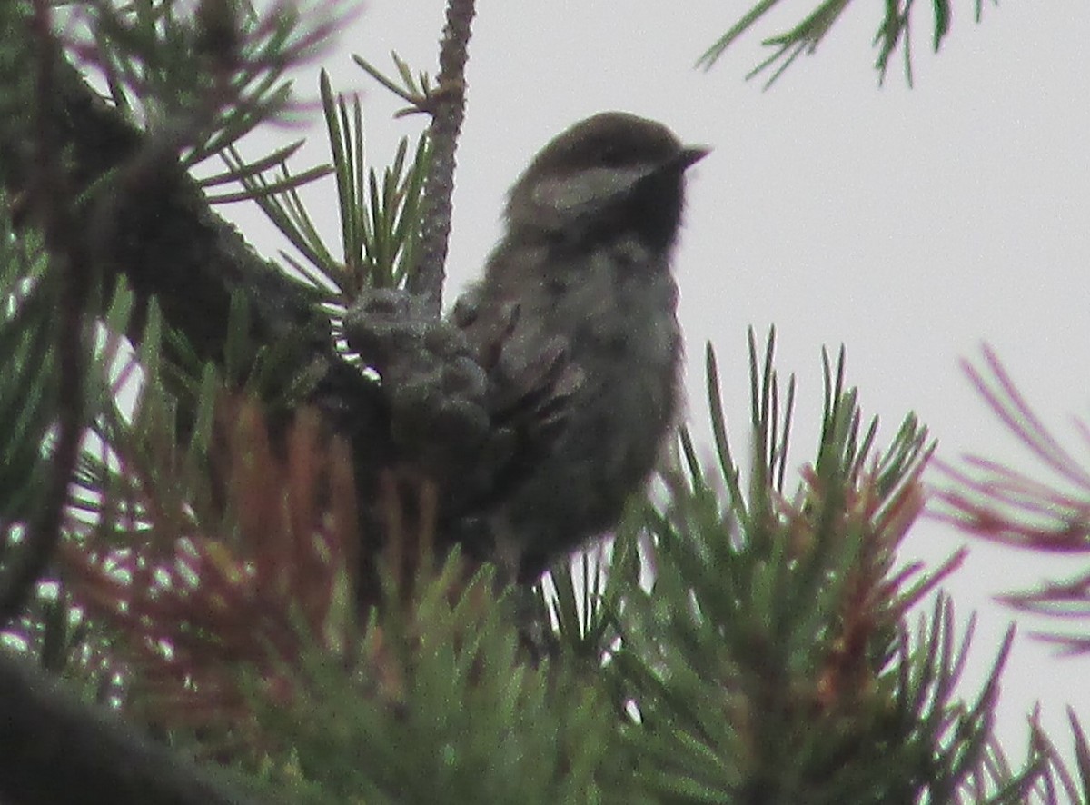 Boreal Chickadee - ML359966251