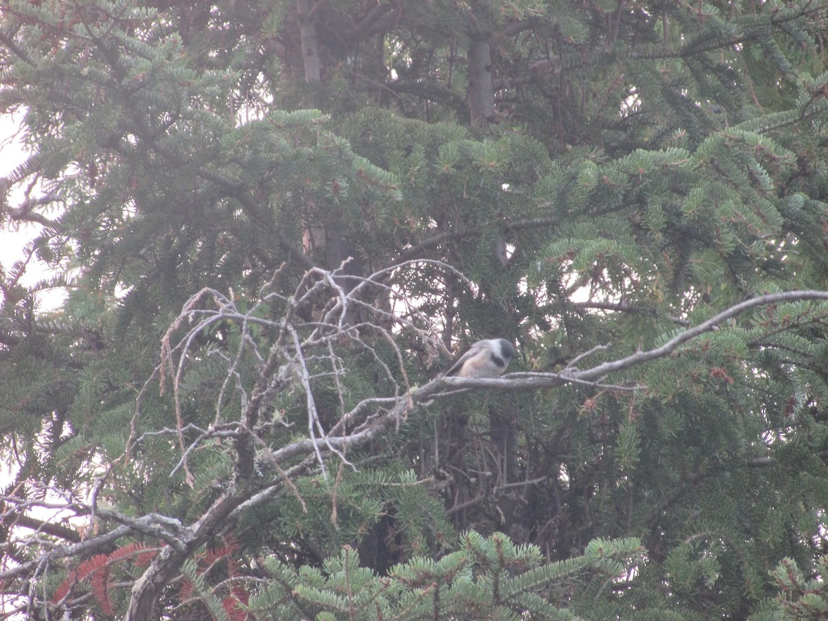 Black-capped Chickadee - ML359966261