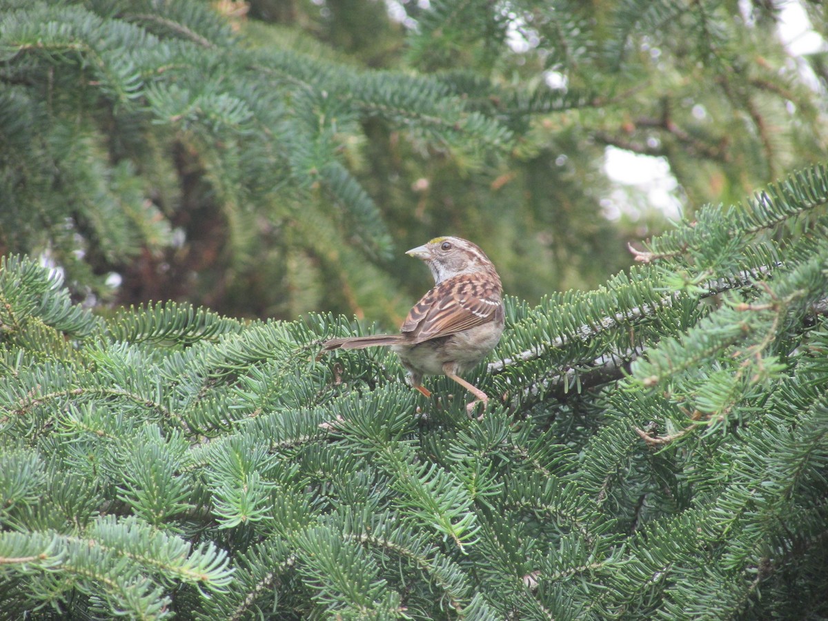 White-throated Sparrow - ML359966341