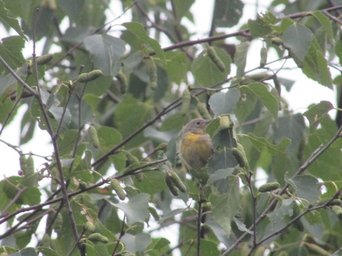 Nashville Warbler - ML359966351