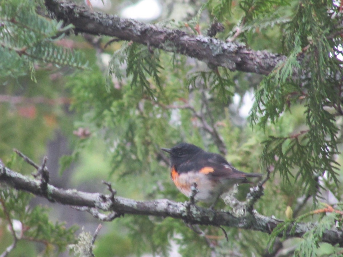 American Redstart - ML359966421