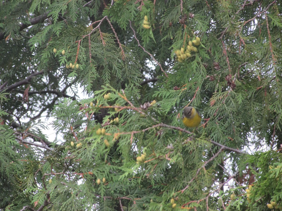 Magnolia Warbler - ML359966451