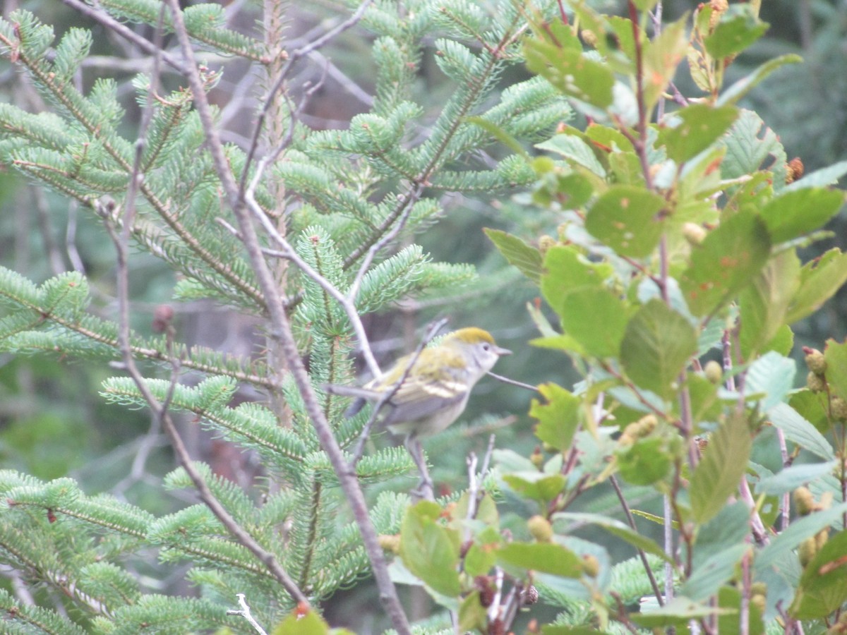 Chestnut-sided Warbler - ML359966501