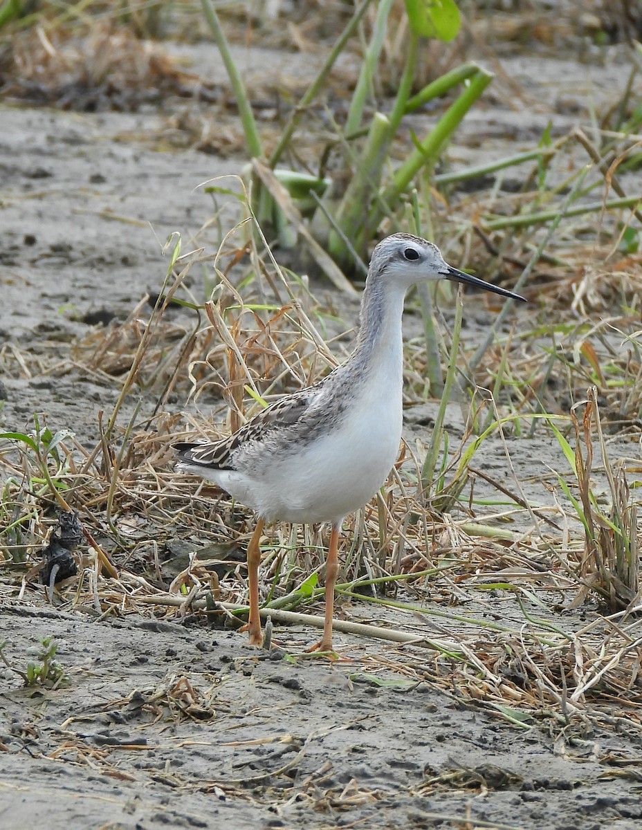 Falaropo Tricolor - ML359966801