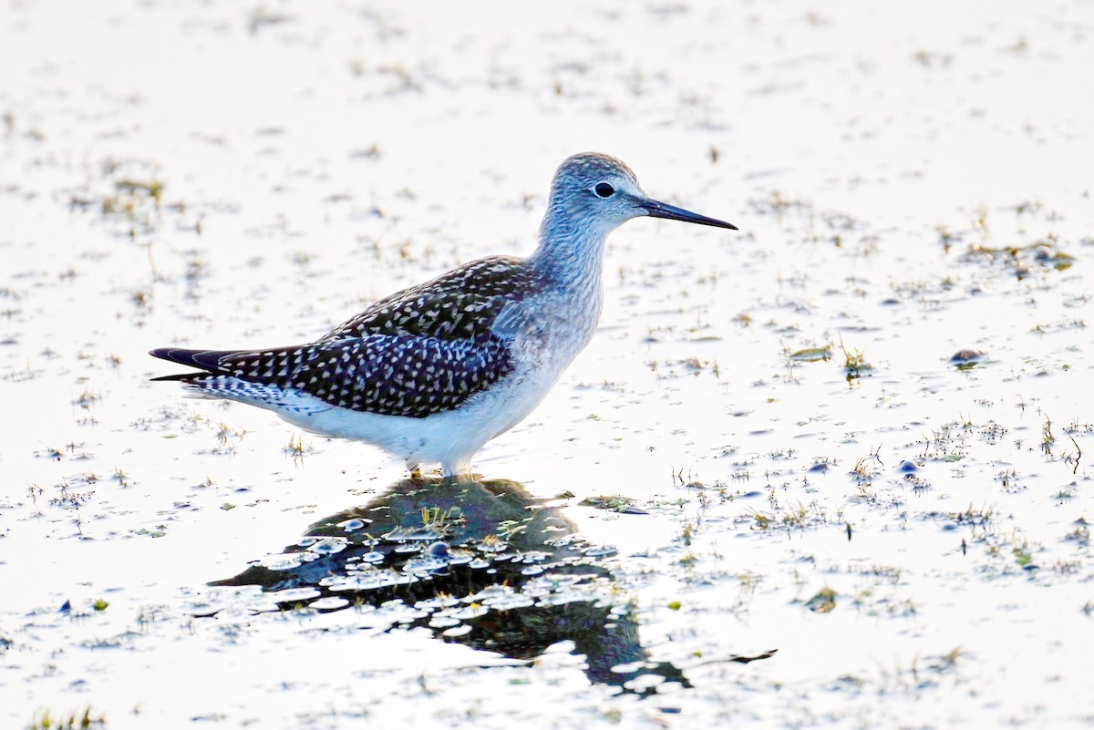 Lesser Yellowlegs - ML359967921