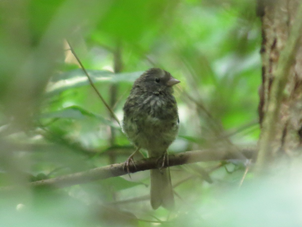Dark-eyed Junco (Slate-colored) - ML359968261