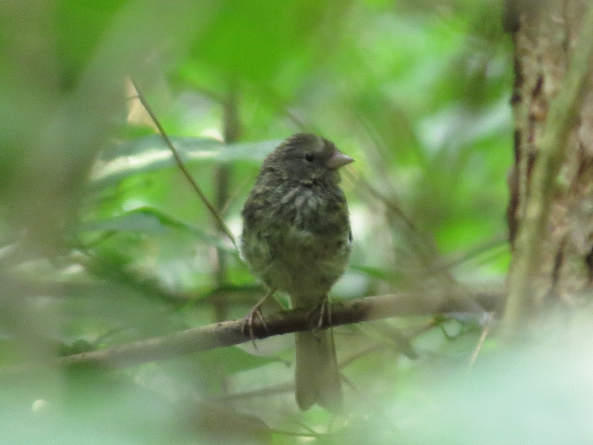 Junco Ojioscuro (hyemalis/carolinensis) - ML359968261