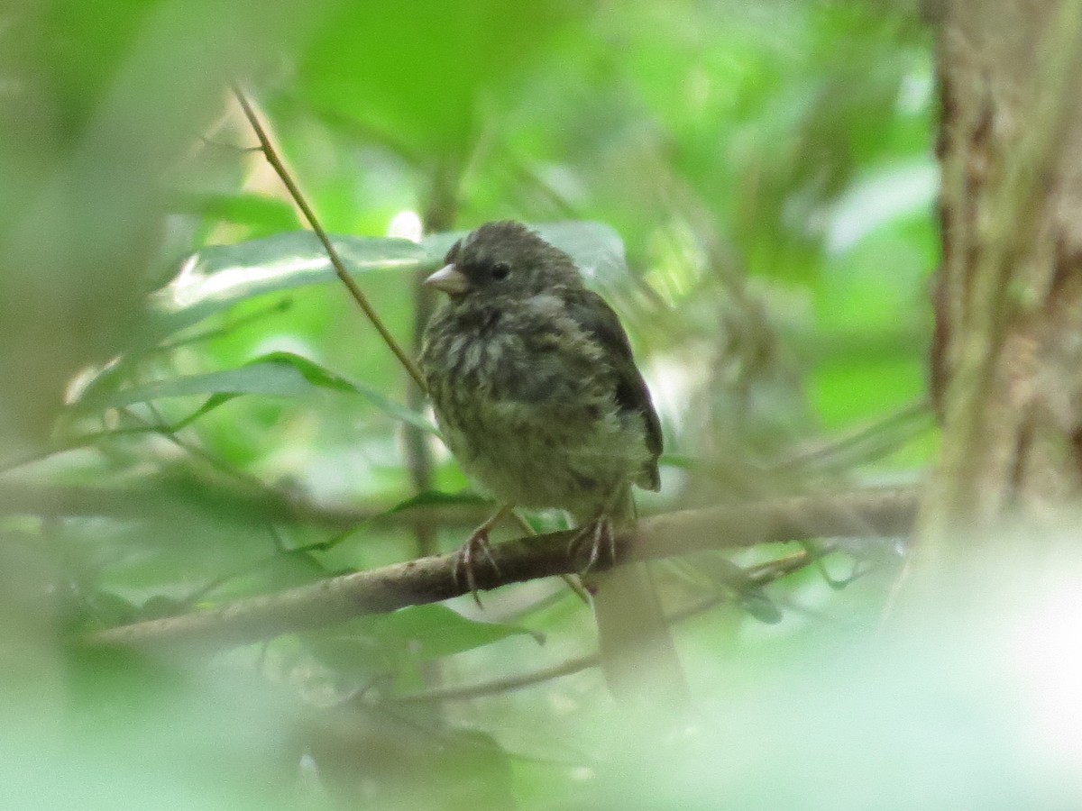 Junco Ojioscuro (hyemalis/carolinensis) - ML359968281