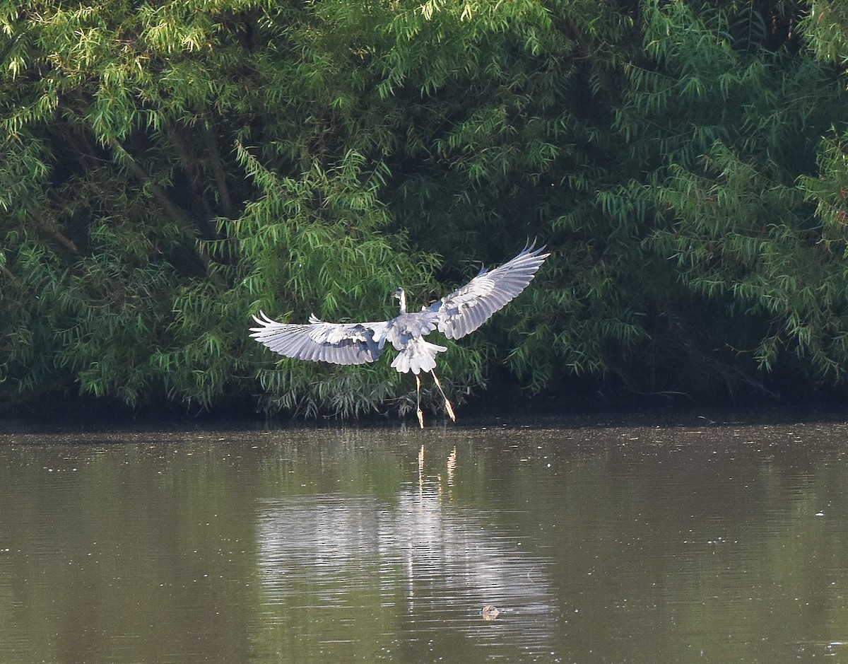 Great Blue Heron - ML359969511