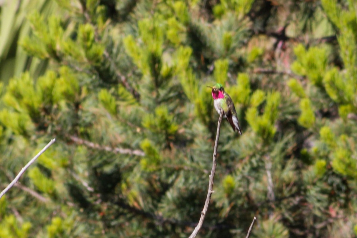 Broad-tailed Hummingbird - ML359969871