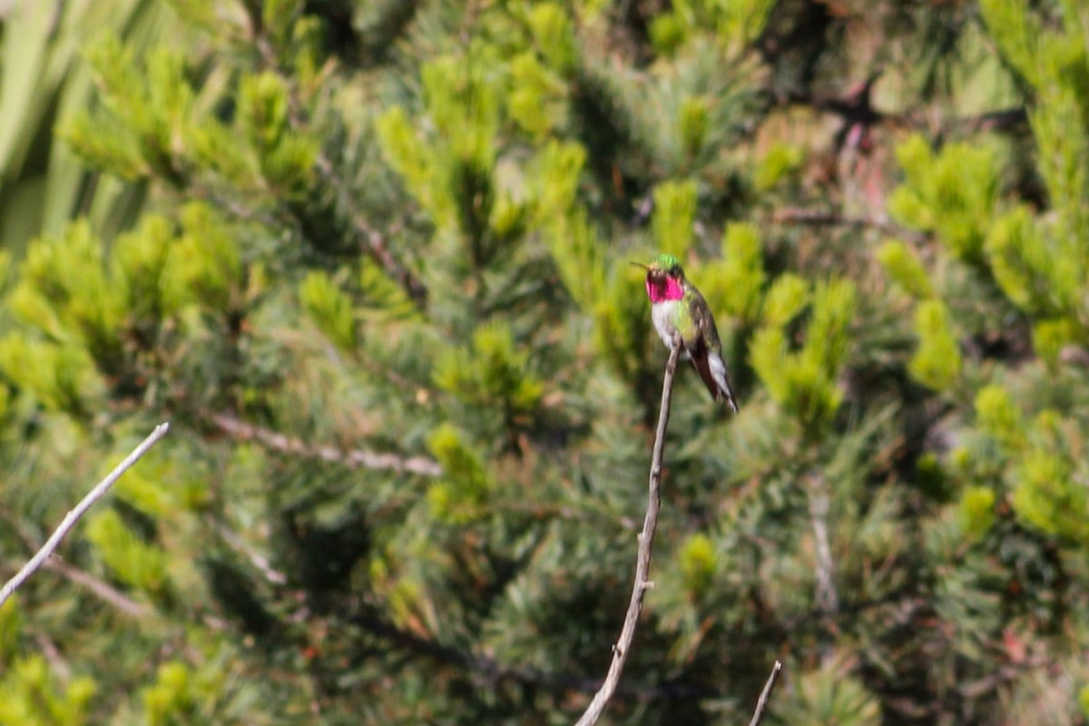 Colibrí Coliancho - ML359969871