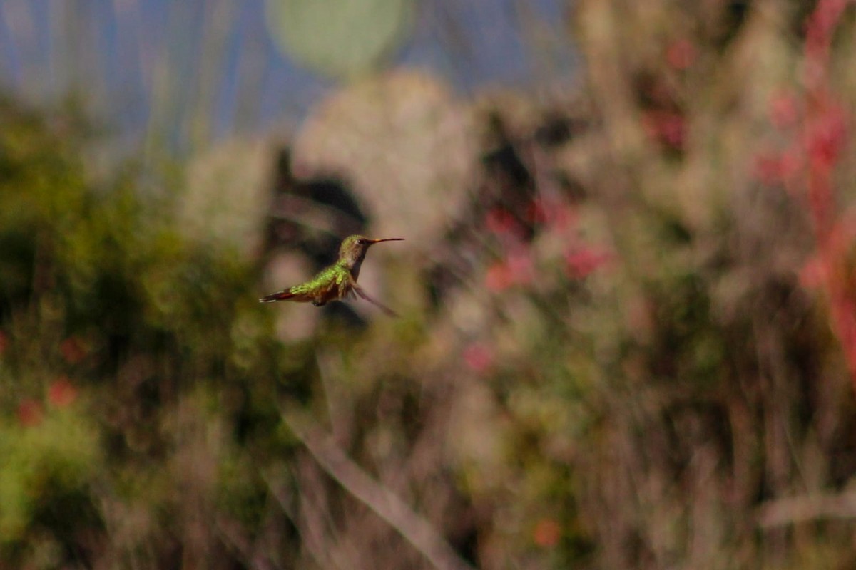 Broad-tailed Hummingbird - ML359969881