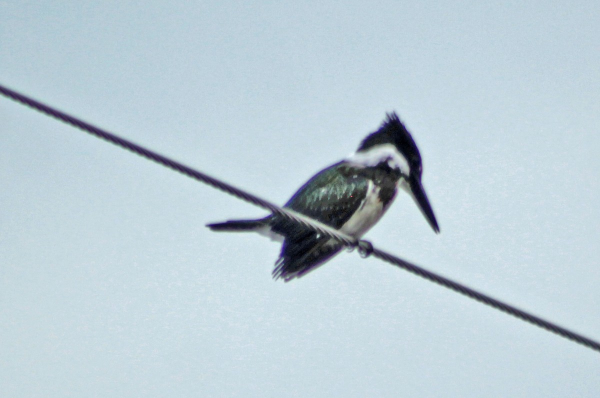 Amazon Kingfisher - ML359970141