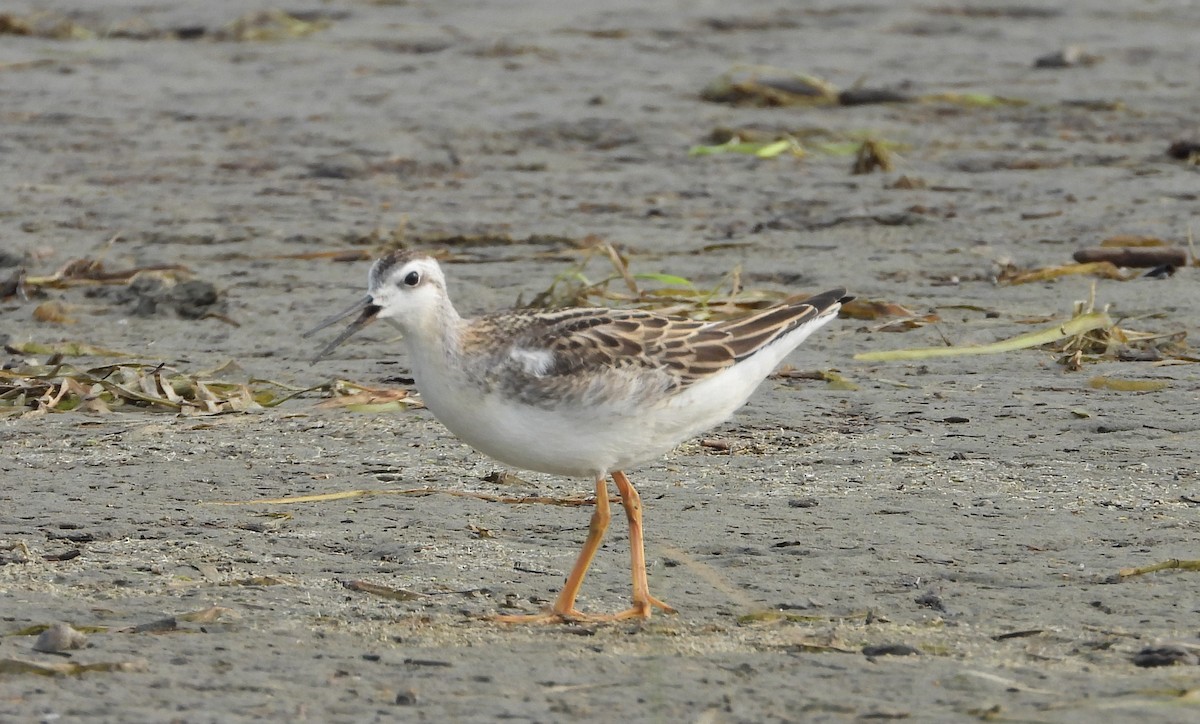 Falaropo Tricolor - ML359970291