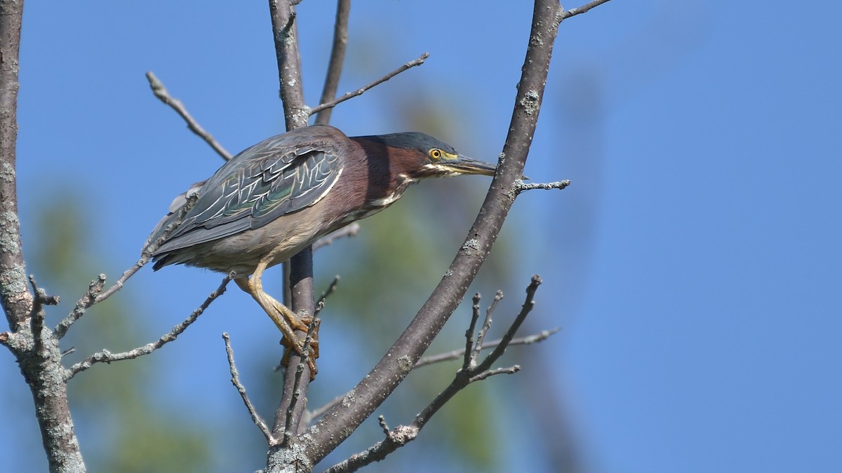 Green Heron - ML359971851