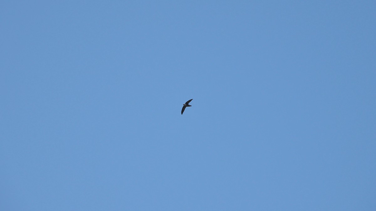 Chimney Swift - ML359972081