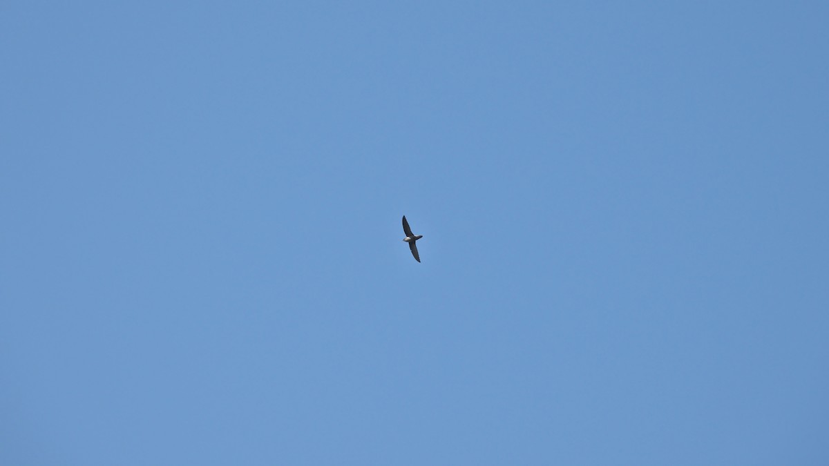 Chimney Swift - ML359972091
