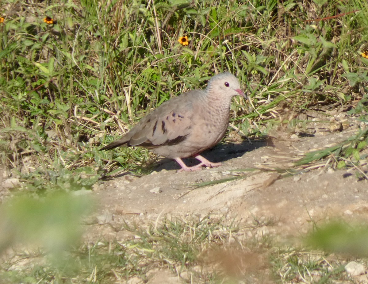 Common Ground Dove - ML359973951