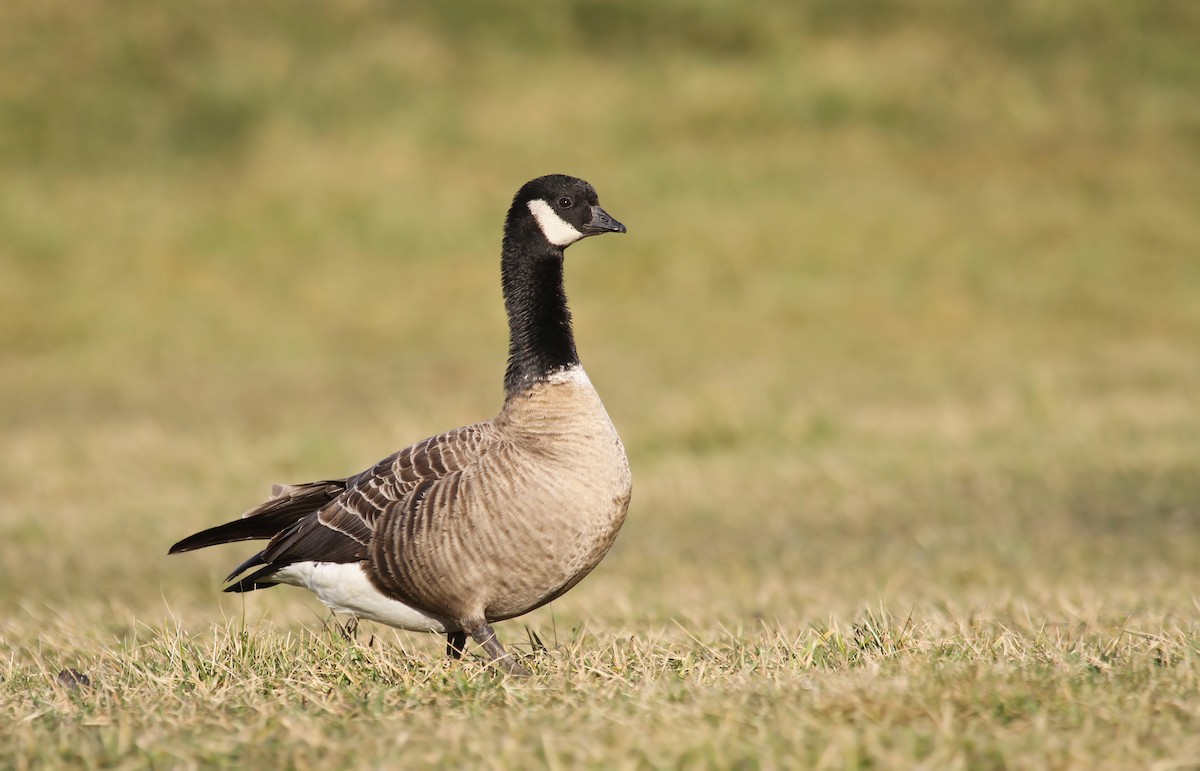 Cackling Goose - ML35997511