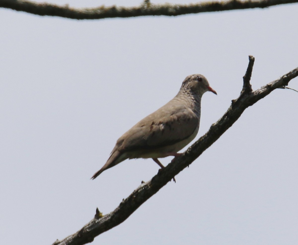 Common Ground Dove - ML359975251