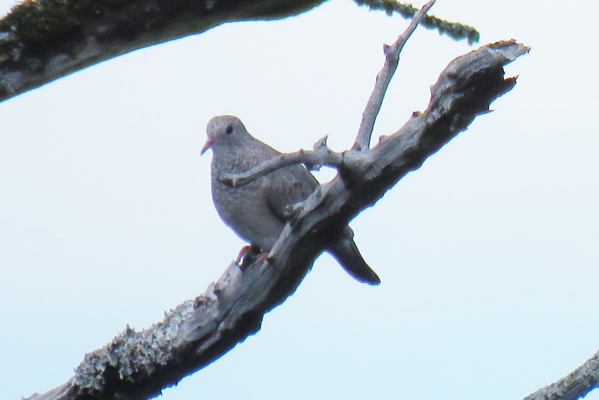 Common Ground Dove - ML359975261