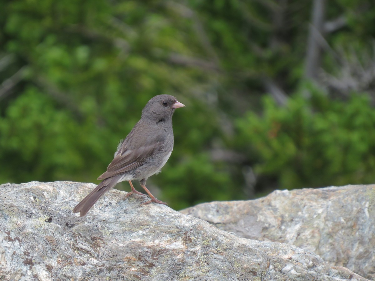 Dark-eyed Junco - ML359975931