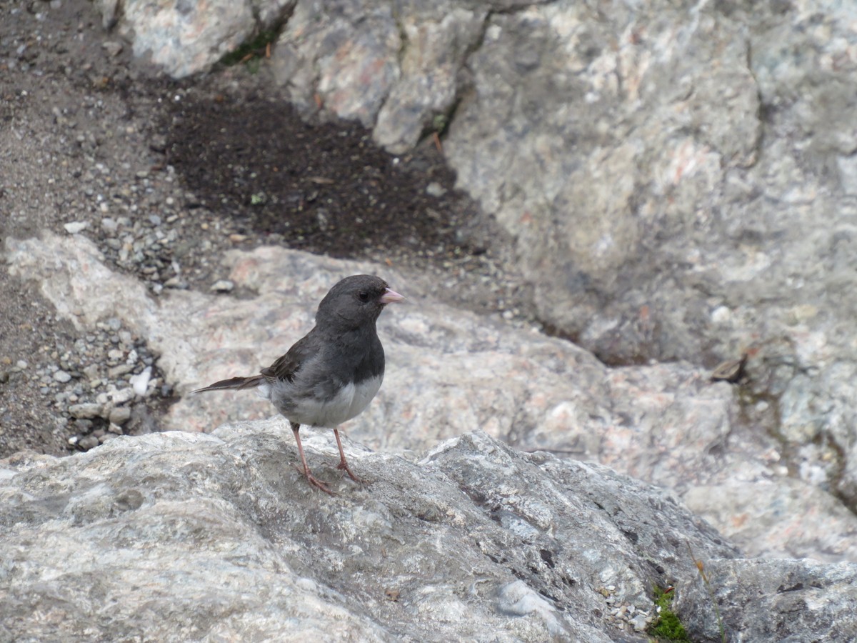 Dark-eyed Junco - ML359975951