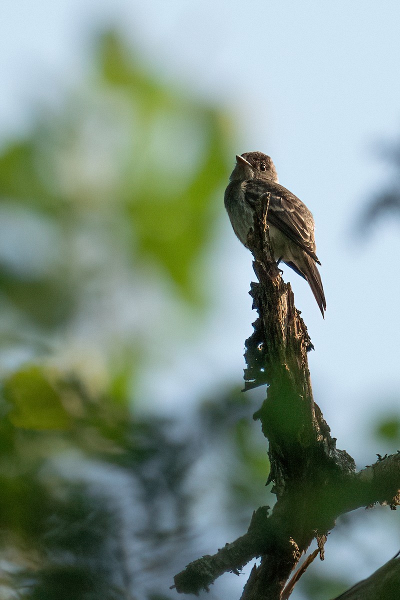 Eastern Wood-Pewee - ML359978841