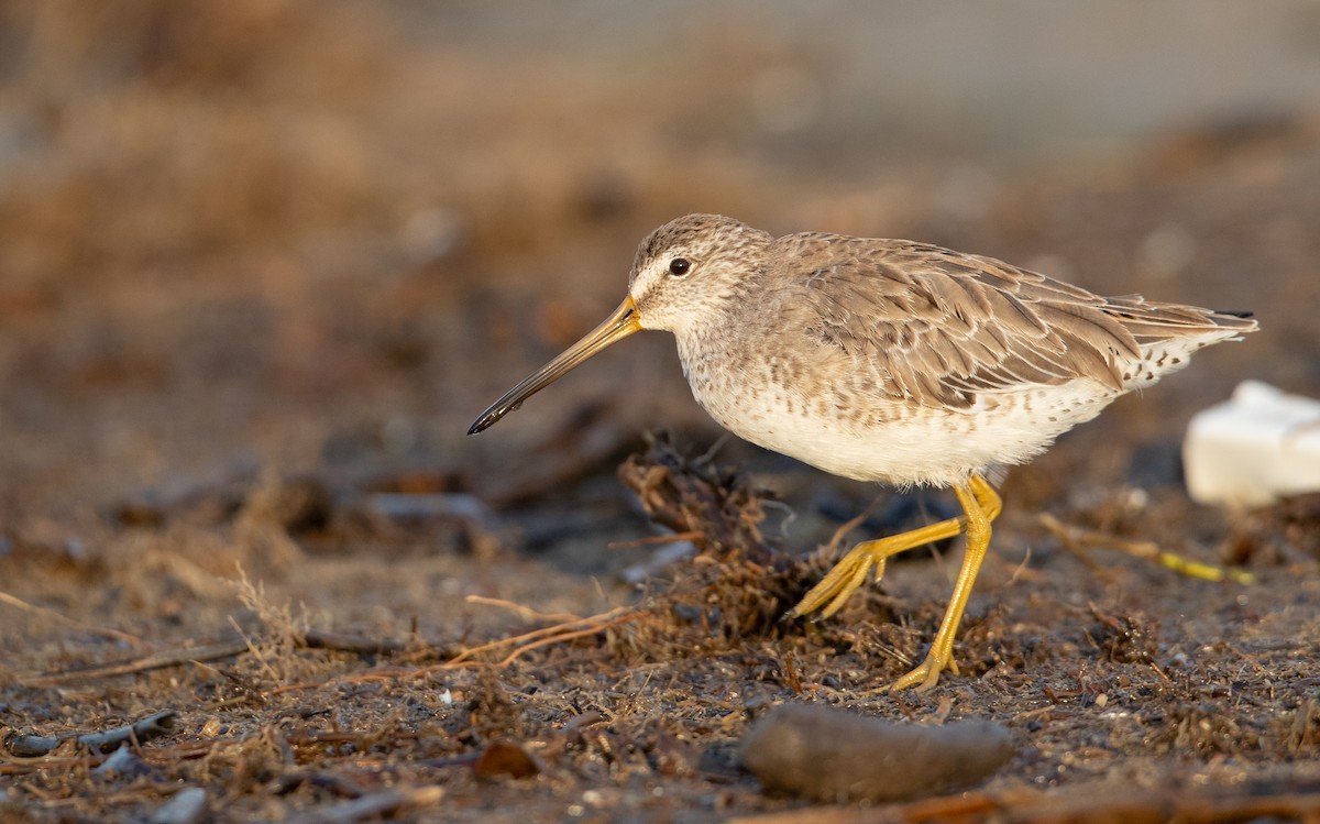 Short-billed Dowitcher - Ian Davies