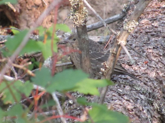 Brown-headed Cowbird - ML359981421