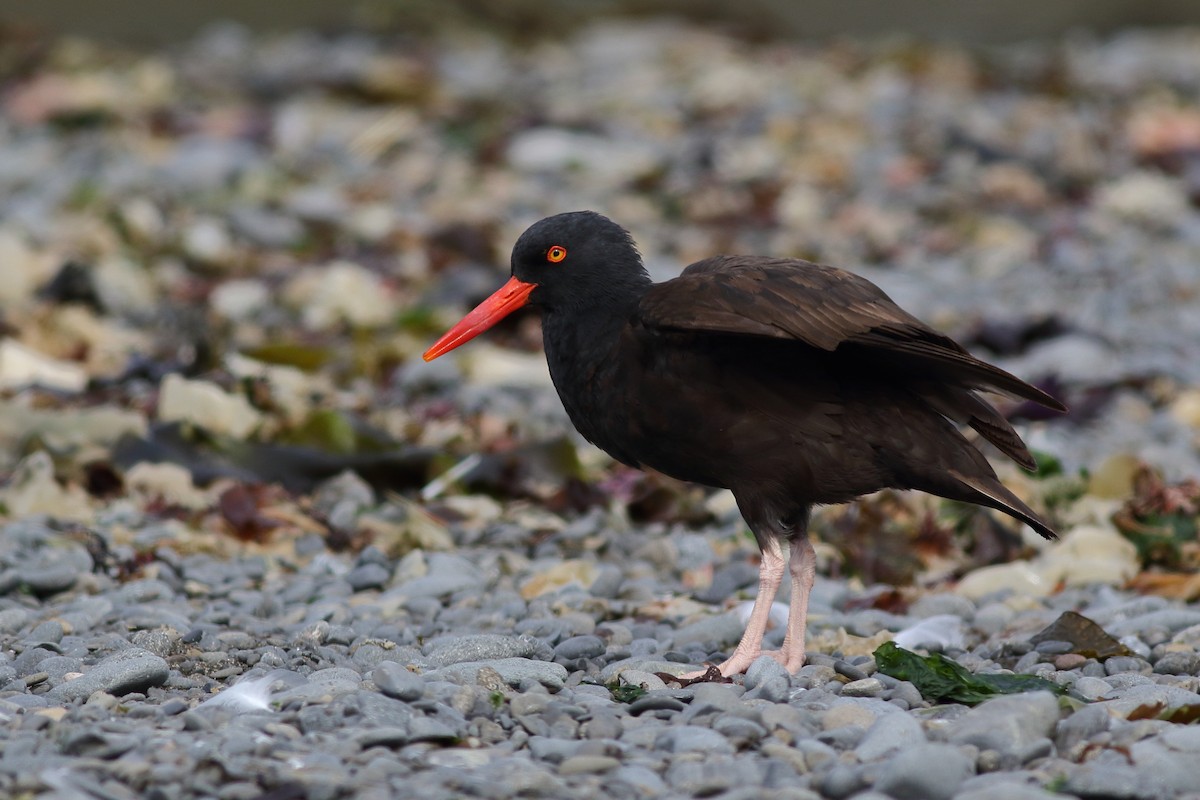 Black Oystercatcher - Liam Waters