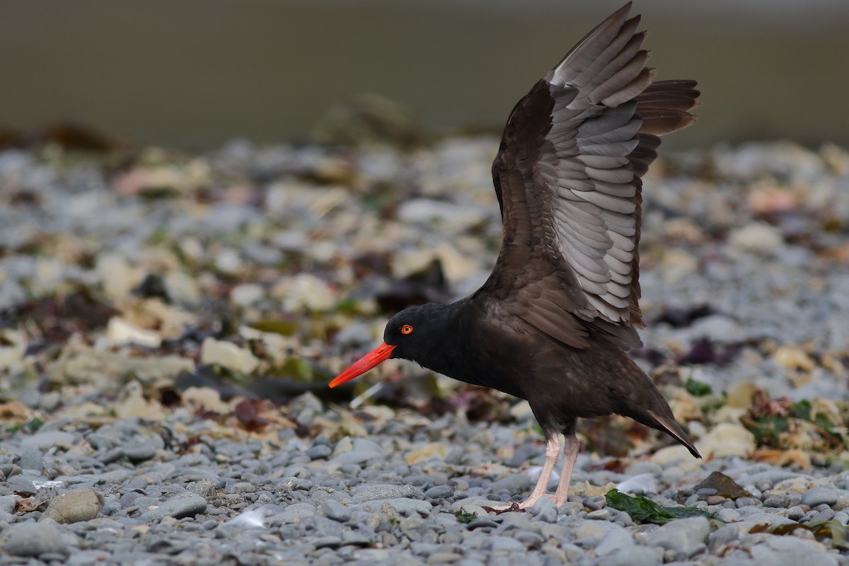 Black Oystercatcher - Liam Waters
