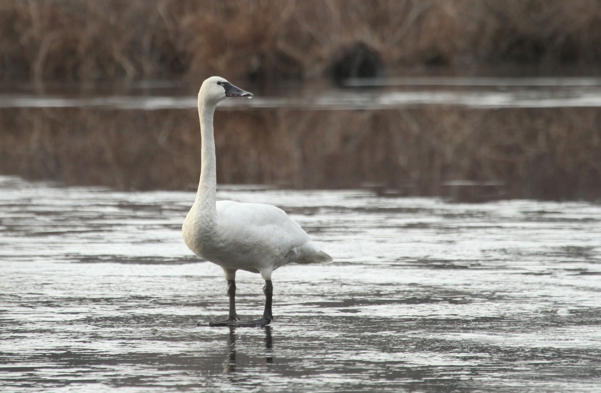 Zwergschwan - ML35998161