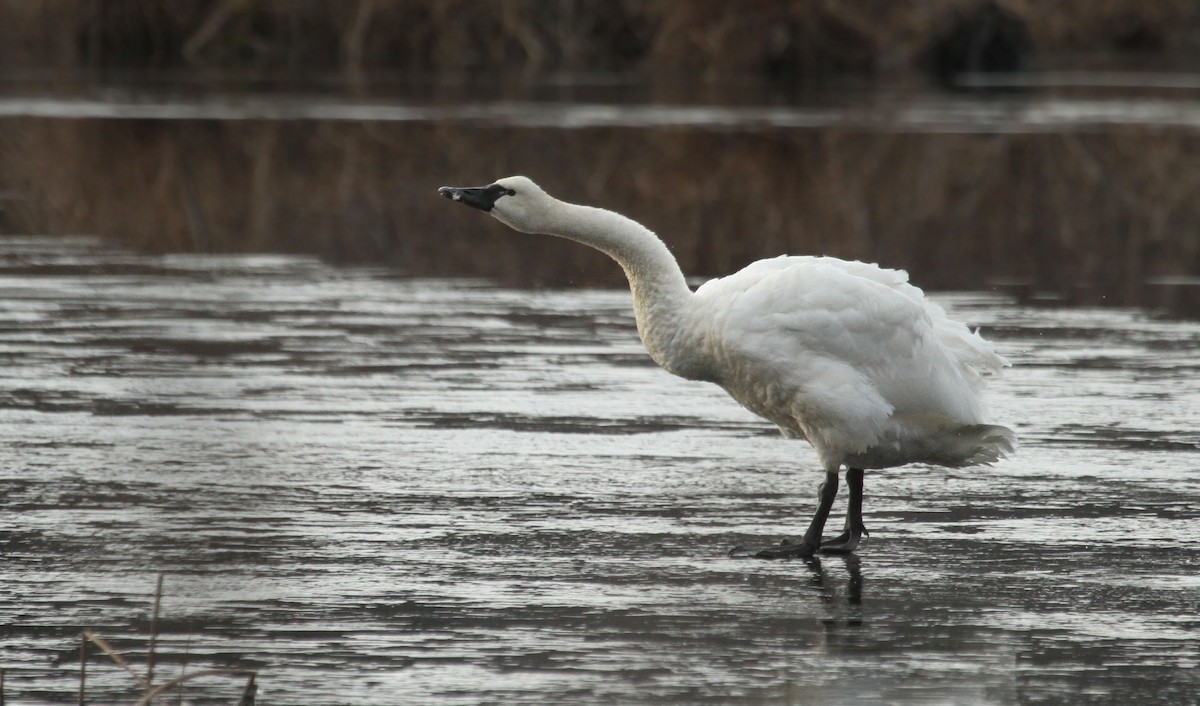 Tundra Swan - Ryan Schain