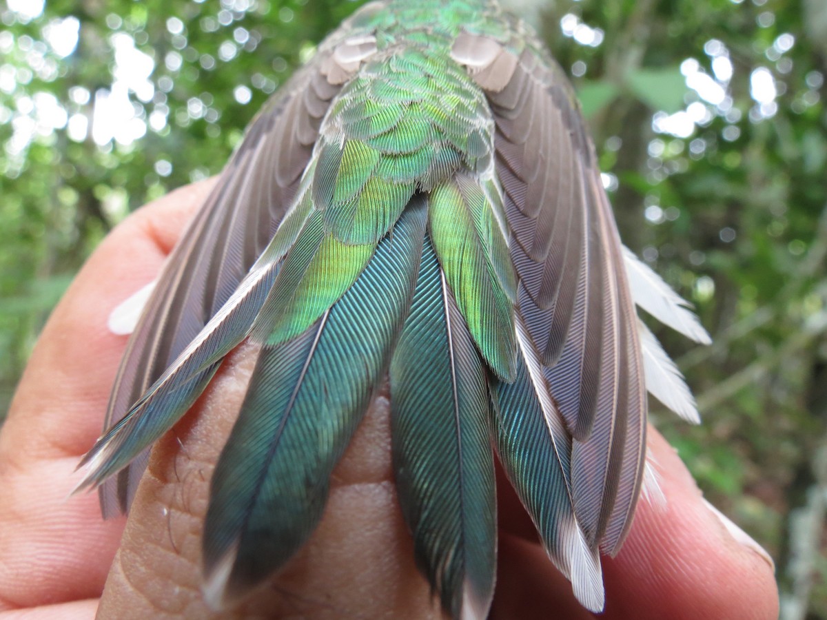 White-tailed Goldenthroat - Alexis Araujo Quintero