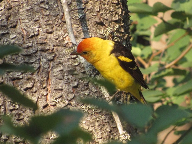 Piranga Carirroja - ML359981851