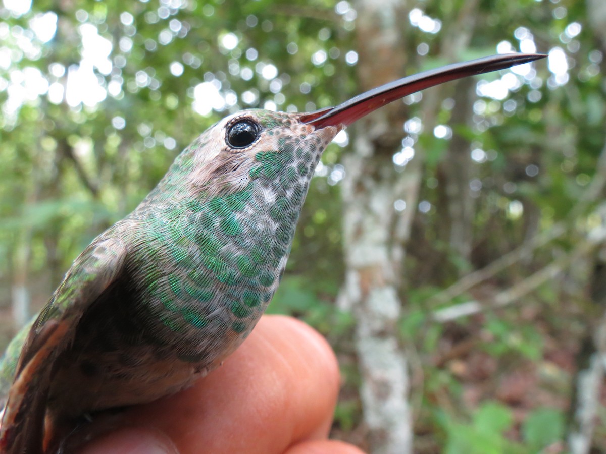 White-tailed Goldenthroat - ML359981881