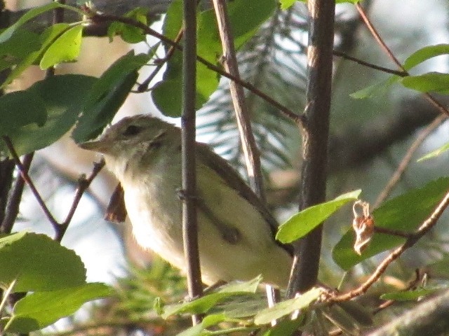Vireo Gorjeador - ML359981891