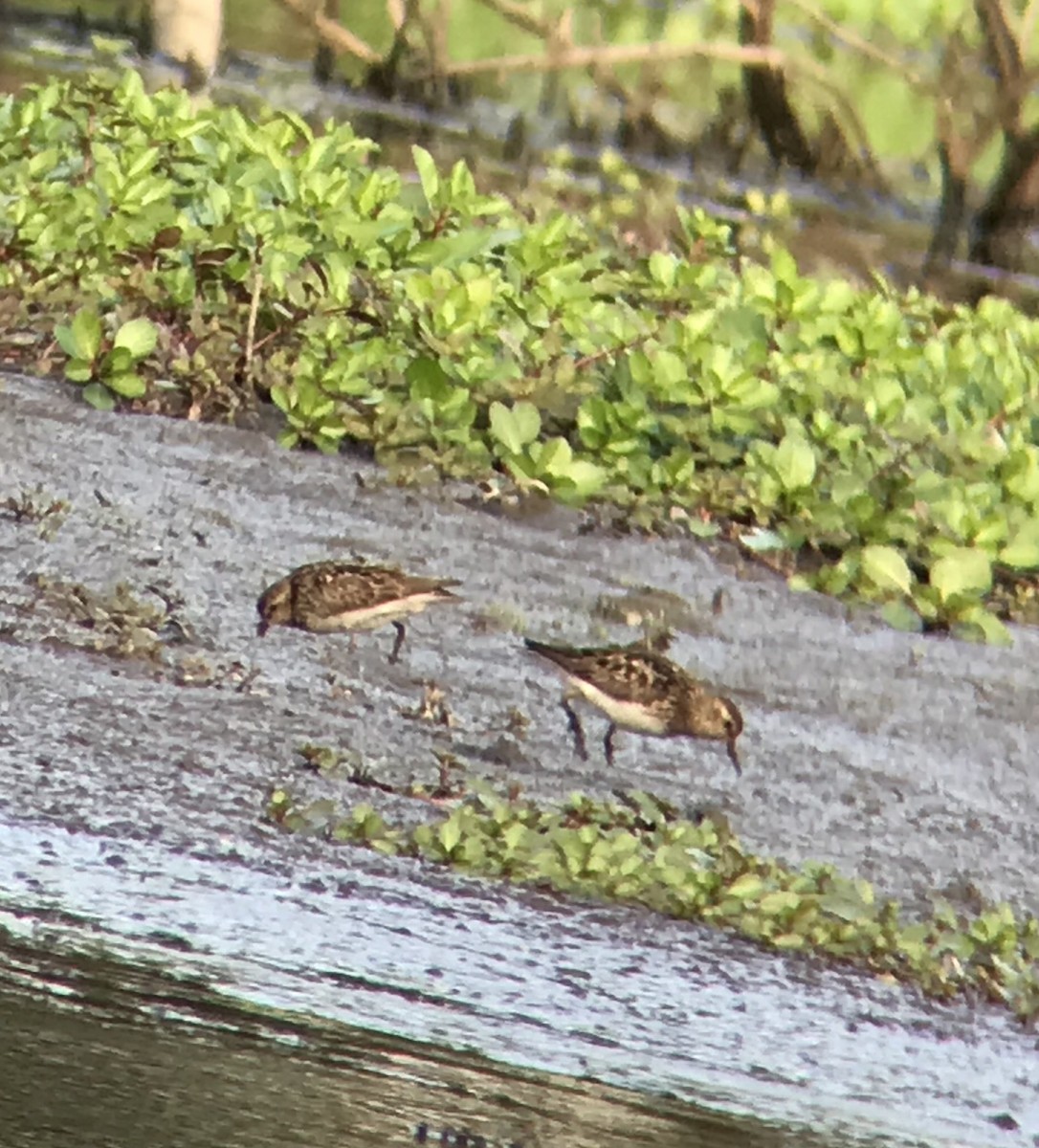 Least Sandpiper - ML359982031