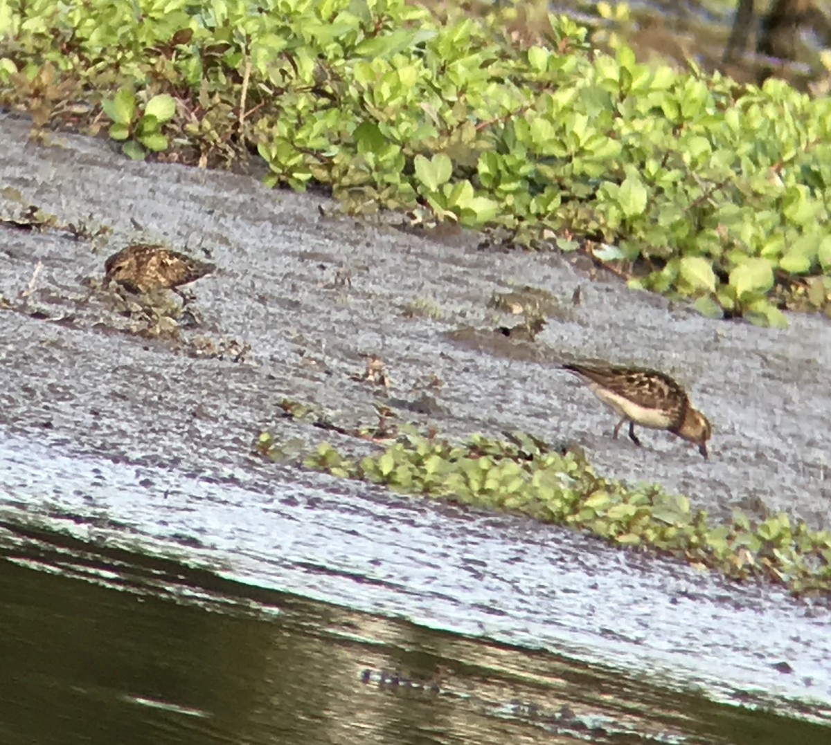 Least Sandpiper - ML359982041