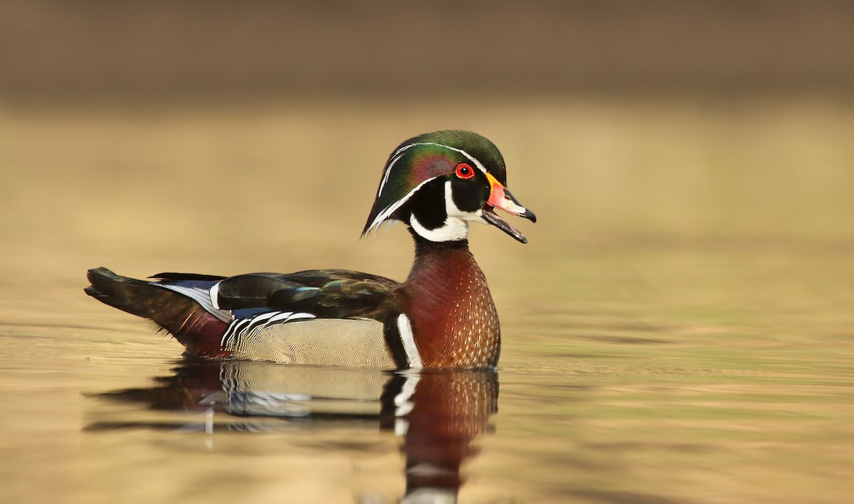 Wood Duck - ML35998481